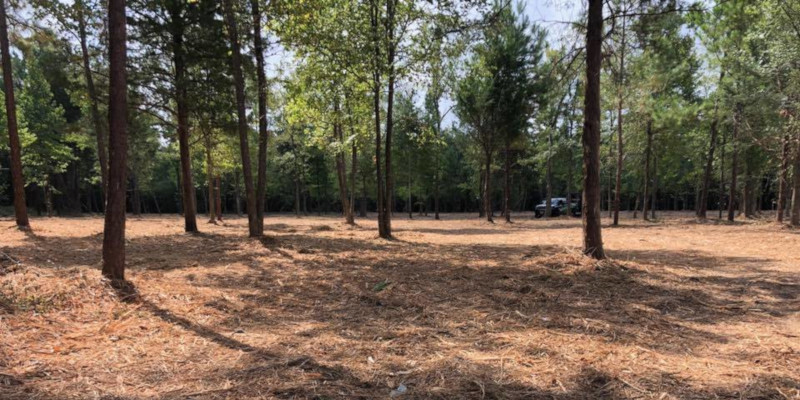 Land Clearing in Shepherd, Texas