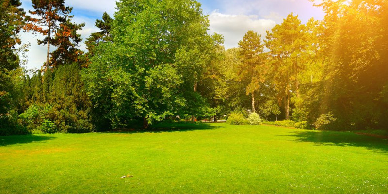 Local Land Clearing Company in Onalaska, Texas