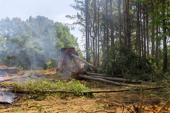 What to Expect from the Property Clearing Process