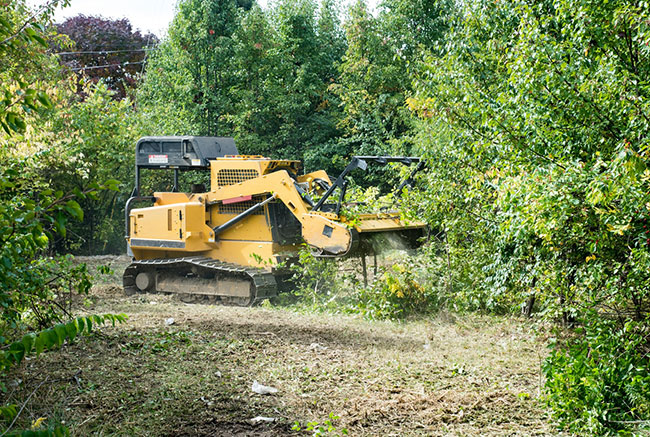 What You Need to Know About Underbrush Removal