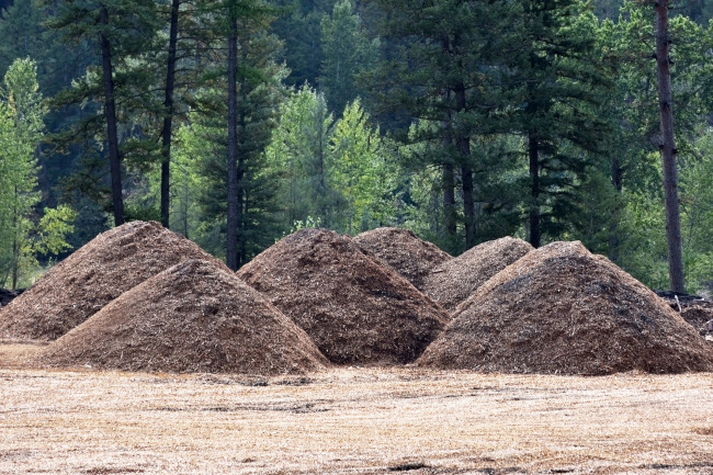 How Forestry Mulching Can Enhance Biodiversity