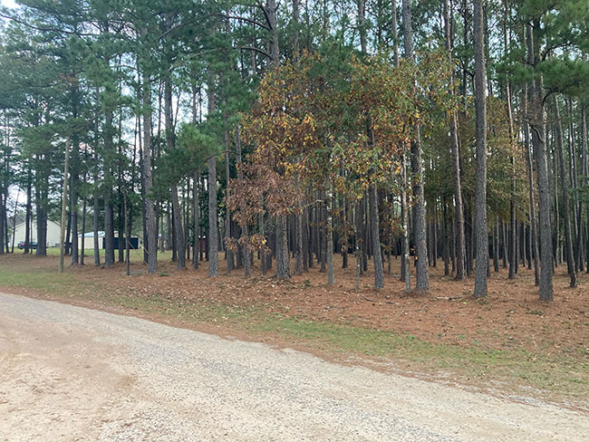 Is Forestry Mulching Your Best Option for Land Clearing?