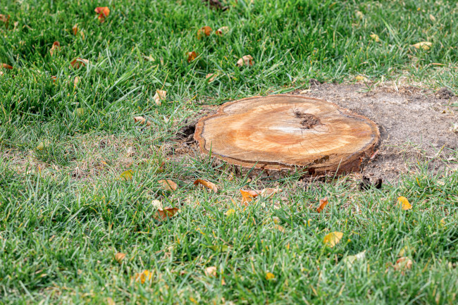 Is Stump Grinding Necessary?