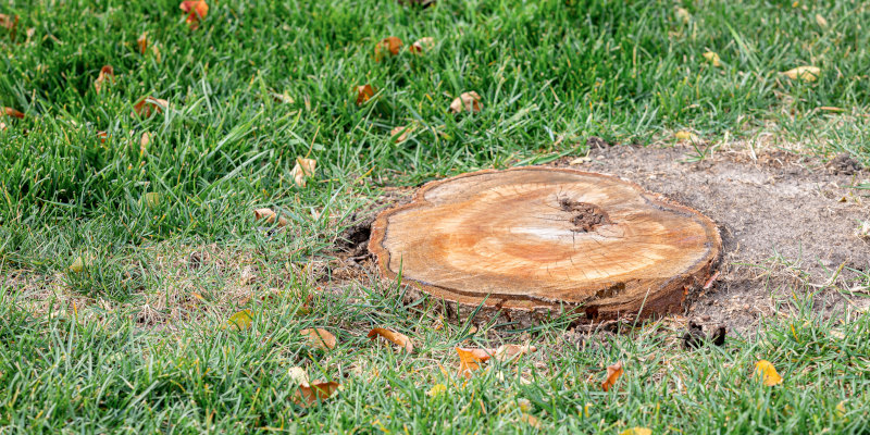 Is Stump Grinding Necessary?