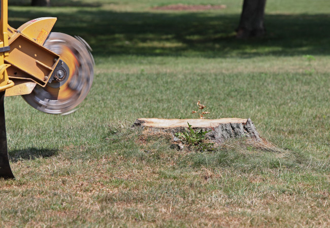 Why Stump Grinding Is a Job for the Professionals