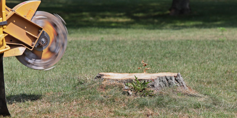Why Stump Grinding Is a Job for the Professionals